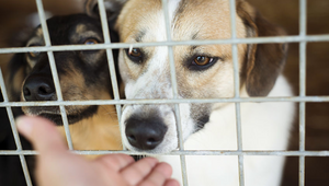 Aufgaben im Tierschutz